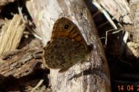 Lasiommata megera