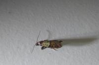 Plodia interpunctella