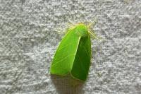 Bena bicolorana