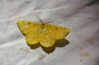 Angerona prunaria