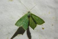 Earias clorana