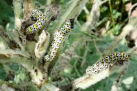 Cucullia verbasci