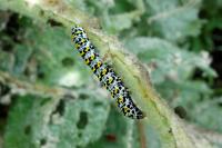 Cucullia verbasci