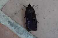 Noctua pronuba