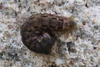 Noctua pronuba