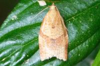 Clepsis consimilana