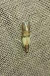 Plodia interpunctella