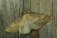 Phigaliohybernia marginaria