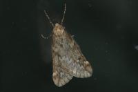 Alsophila aescularia