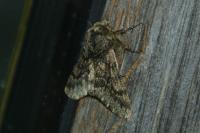 Apocheima hispidaria