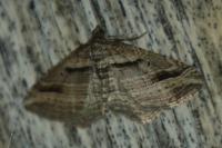 Costaconvexa polygrammata
