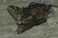 Apocheima hispidaria