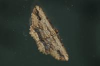 Menophra abruptaria