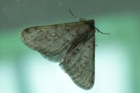 Phigalia pilosaria