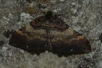 Earophila badiata