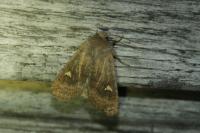 Eupsilia transversa