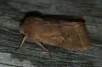 Orthosia cerasi