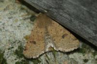 Orthosia cruda