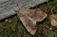 Orthosia incerta