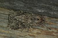 Xylocampa areola
