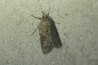 Nycteola revayana