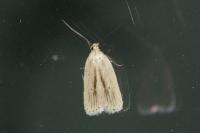 Agonopterix pallorella
