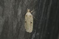 Agonopterix yeatiana