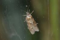Tortricodes alternella