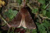 Cerastis rubricosa