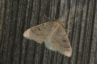 Theria rupicapraria