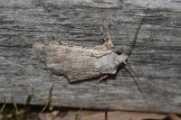 Lithophane ornitopus