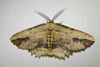Menophra abruptaria