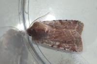 Cerastis rubricosa