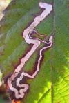 Stigmella splendidissimella