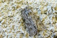 Xylocampa areola