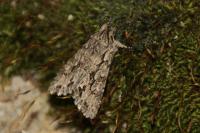 Xylocampa areola