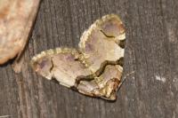 Anticlea derivata