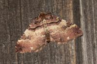 Earophila badiata