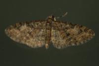 Eupithecia abbreviata