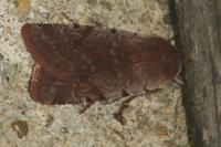 Cerastis rubricosa