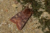 Cerastis leucographa