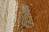 Orthosia gracilis