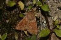 Orthosia miniosa
