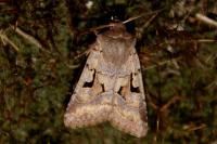 Orthosia gothica