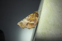 Selenia dentaria