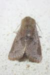 Orthosia cerasi