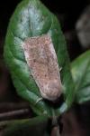 Orthosia cruda