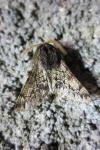 Apocheima hispidaria