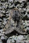 Apocheima hispidaria