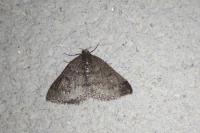 Aleucis distinctata